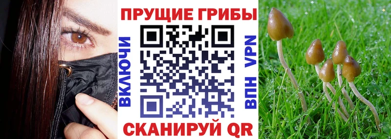 это какой сайт  купить   Анива  Псилоцибиновые грибы мухоморы  кракен маркетплейс 